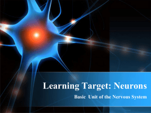 Learning Target: Neurons