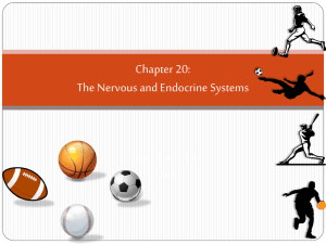 Chapter 20: The Nervous and Endocrine Systems