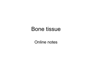 Bone - Images