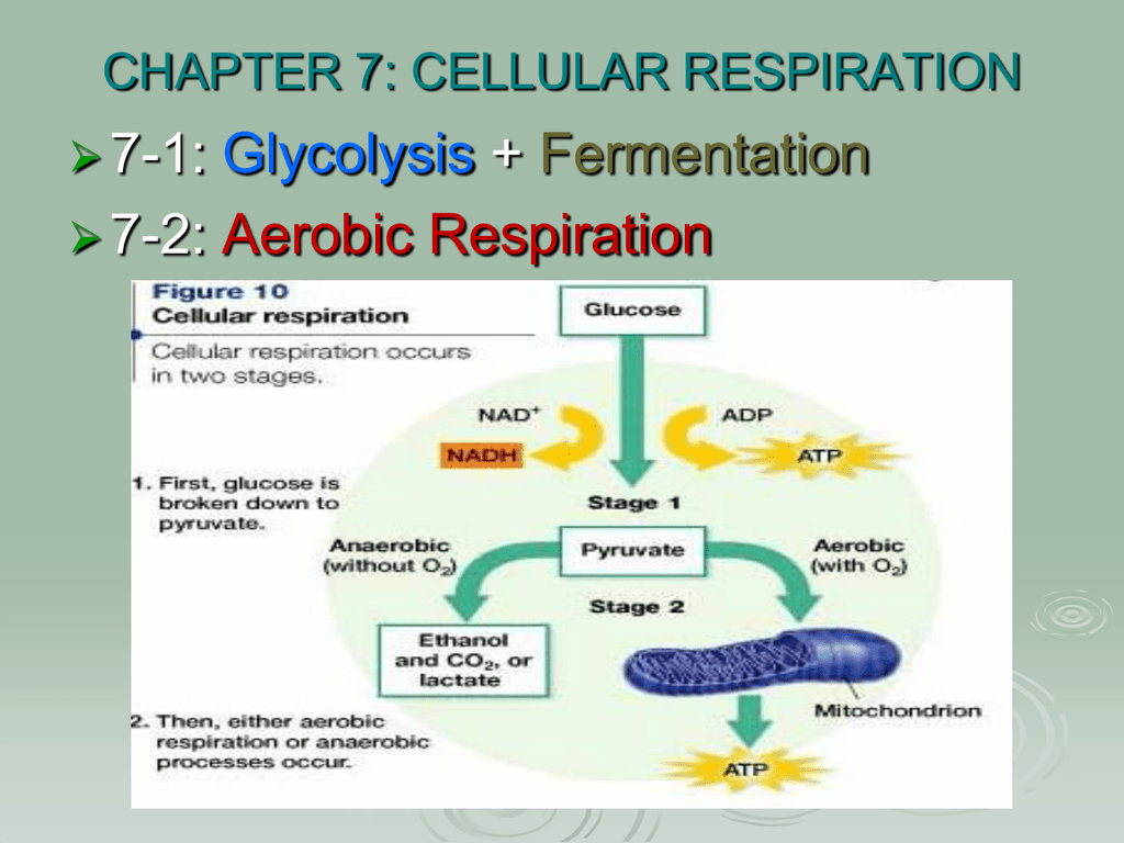 Chapter 7 Cellular Respiration