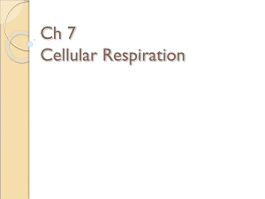 Ch 7 Cell Respiration