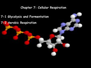 Chapter 7-Cellular Respiration