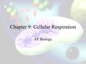 Chapter 7: Cellular Respiration and Fermentation - Pomp