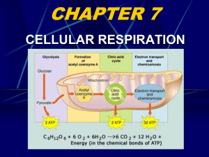 Ac Bio Ch 7 Cellular Respiration(Teacher)