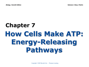 Chapter 7 How Cells Make ATP: Energy-Releasing Pathways