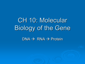 CH 13: DNA Structure and Function