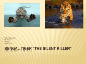 Bengal Tiger *The silent killer