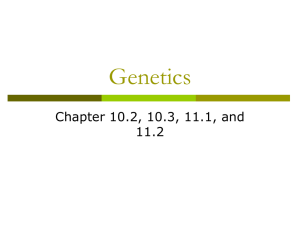 Genetics Powerpoint