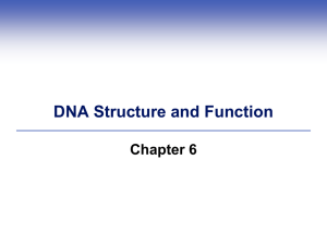 Chapter 6 DNA structure and function