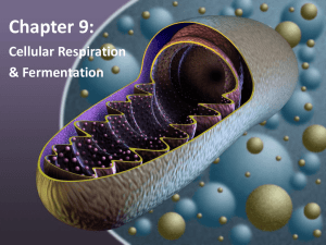 Cellular Respiration