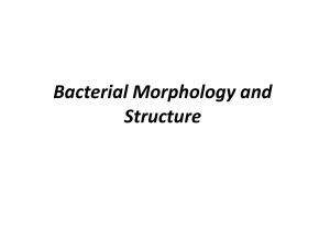 Bacterial Morphology and Structure