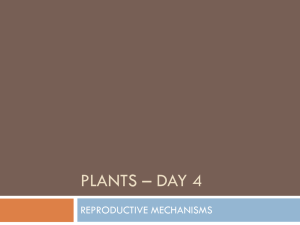 plants – day 4