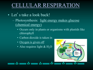 CELLULAR RESPIRATION