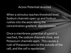 Action potential synapses