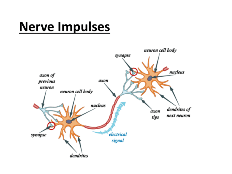 nerve impulse travel to cause inspiration