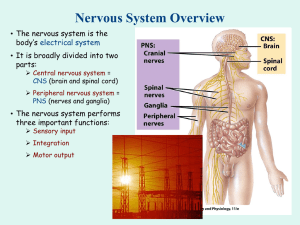 Basic Neurophysiology PPT