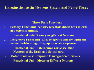Introduction to the Nervous System and Nerve Tissue
