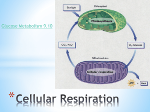 Chapter 8 Cell Respiration