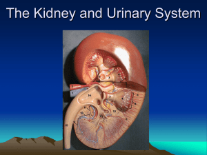 The Kidney