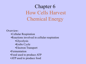 Chapter 6 How Cells Harvest Chemical Energy