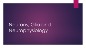 Neurons Glia and Neurophysiology.