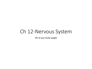 Chapter 12 Powerpoint (Neural Tissue)