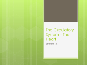 The Circulatory System * The Heart