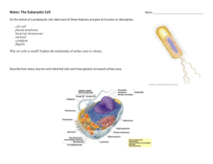 Notes: The Eukaryotic Cell