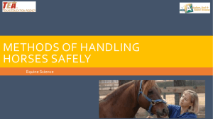 Lesson 03B Methods of Handling Horses PPT