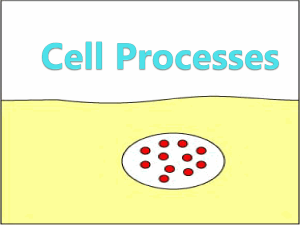 Cell Processes