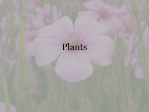 Plants - Teacher Pages