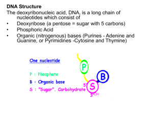 DNA structure/genome/plasmid