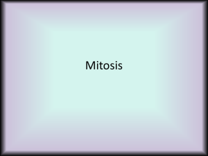 2. Mitosis