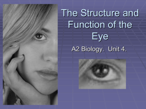 Structure and Function of the Eye PowerPoint