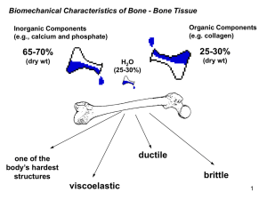 bone lecture