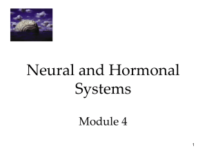 Module 4 - Neural and Hormonal Systems