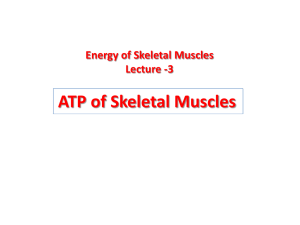 ATP to Muscles MSKA 410 (1)