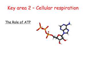 Key area 2 * Cellular respiration