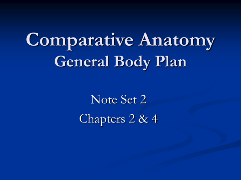 comparative-anatomy-fall-2006