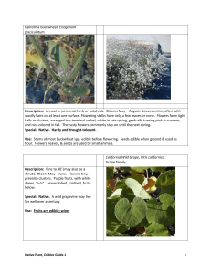 California Buckwheat, Eriogonum fasciculatum Description: Annual