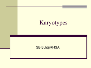 05 Karyotypes - rosedale11universitybiology