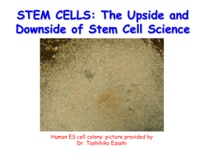 Stem Cell Talk - Division Of Animal Sciences