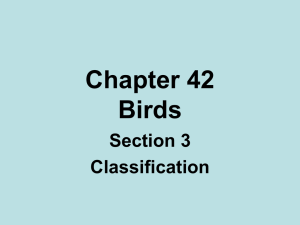 classification of birds