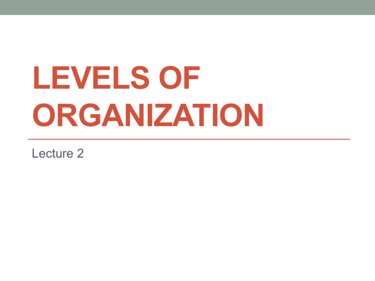 What Is The 1st Level Of Organization