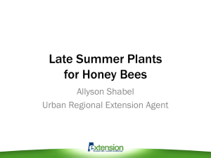 Plants for Honey Bees