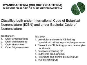 Cyanobacteria: systematic characters