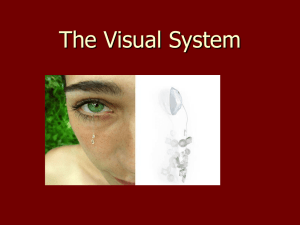 AP PSych Visual System and Illusions Edited[]