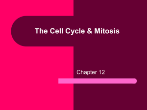 The Cell Cycle - CARNES AP BIO