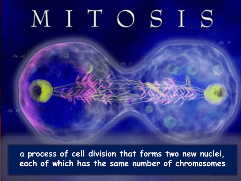 powerpoint presentation about mitosis