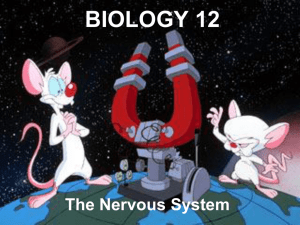 BIOLOGY 12 - Nervous System 2012
